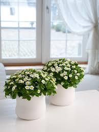 Image result for Exacum