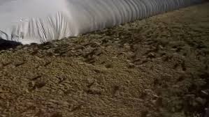 Australians are battling to contain swarms of mice that have been wreaking havoc across the country.but what is the channel 10 news sydney claimed the mice could now be marching towards australia's biggest city to invade by august. Plague Of Mice Infest Crops In Australia S Rural East Youtube