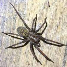 At three inches across, they are the state's largest spider. Spiders In Wisconsin Species Pictures
