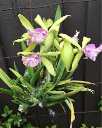 Image result for Rangaeris