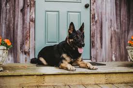 German shepherd puppies for sale in smyrna, tn. Cedar Valley Canine Dog Training And German Shepherd Breeding