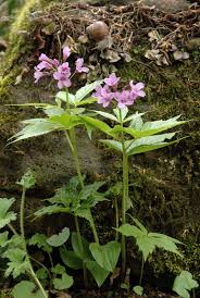Image result for Cardamine obliqua