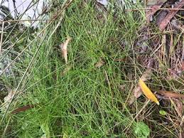 Image result for Isolepis costata