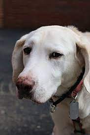 Beagle rescue michigan, beagles rescue michigan, rescue michigan beagle, rescue michigan beagles. Labrador Retriever Mix Dog For Adoption In Detroit Michigan Luna 2 Labrador Retriever Dog Adoption Labrador Retriever Mix