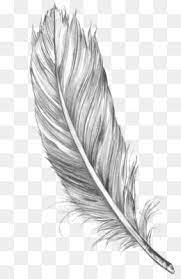 Free Download Drawing Feather Bird Art Sketch Feather Png 1050 1600 And 0 94 Mb Feather Drawing Bird Line Drawing Feather Sketch