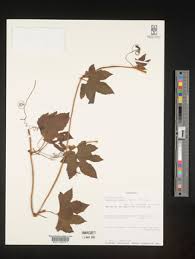 Image result for Peponium vogelii