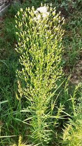 Image result for Ageratinastrum