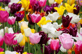 Maybe you would like to learn more about one of these? The 36 Best Cut Flowers To Feed Your Floral Arranging Habit All Summer Long Shifting Roots