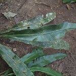 Image result for Asplenium africanum