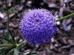 Image result for Tinnea coerulea