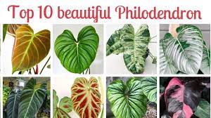 Enjoy the pictures and the guides! Top 10 Beautiful Philodendrons You Must Have Indoorplants Youtube