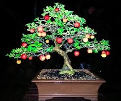 You can make bonsai from endless varieties of trees. Bonsai Bonsai Tree Bonsai Flower Bonsai Art