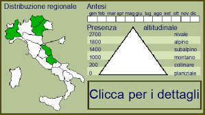 Image result for Eriochrysis pallida