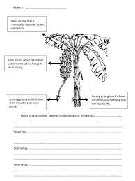 Karangan pendek merupakan soalan yang terkandung dalam bahagian a, kertas 2, ujian bertulis pt3. Kegunaan Pokok Pisang Top Plus Edu Centre Facebook