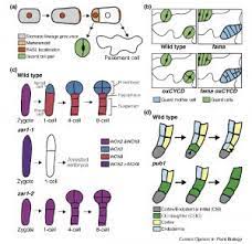 Chitin strengthens fungal cell walls and peptidoglycan those of bacteria. Plantae Review A Plane Choice Coordinating Timing And Orientation Of Cell Division During Plant Development Current Opinion In Plant Bio Plantae