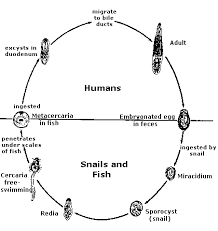After liver flukes have been ingested, they travel from your intestines to your bile ducts in your liver where they then live and grow. Clonorchiasis Site
