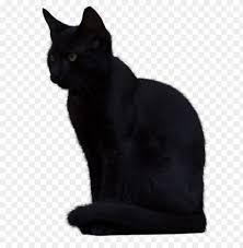 Some of them are transparent (.png). Download Black Cat Png Images Background Toppng
