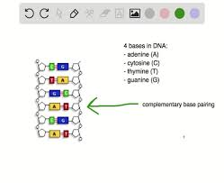 Complementarity will follow the iupac convention. What S The Complementary Base Pair Of Thymine