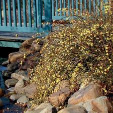 Image result for Jasminum nudiflorum