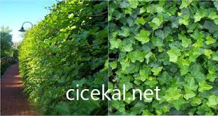 Çalışma süresince, araştırmacılar evde yetiştirilen barış çiçeği, paşa kılıcı, sarkık i̇ncir ve areca palm (tropik bir bitki) gibi 4 çiçek tarafından dışarı verilen uçucu organik bileşenlerin. Evde Sarmasik Yetistirmek Zararlimi Cicekal Net