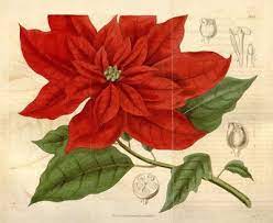 The Botanical Name Euphorbia Pulcherrima Was Assigned To The Poinsettia By The German Botanist Wilenow Th Botanical Drawings Christmas Poinsettia Botanical