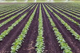 However, the type of farming will generally refer to growing crops on a large scale that are to be exported. Commercial Farming Characteristics Advantages Types And Examples Conserve Energy Future