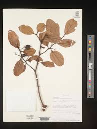 Image result for Cryptocarya liebertiana