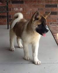 American Akita Black And White Puppy Burma Stunning Male American Akita Puppy Available Akita Puppies American Akita Akita Dog
