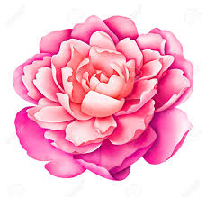 Check spelling or type a new query. Pink White Vintage Peony Flower Isolated On White Background Stock Photo Picture And Royalty Free Image Image 146271806
