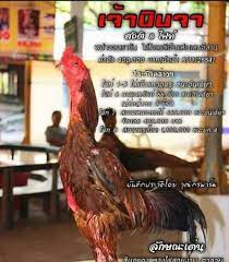 Merawat ayam mangon merawat ayam mangon yang benar membangun otot kaki ayam lakukan metode pelatihan seperti ini. Gambar Ayam Magon Ninja Gambar Ayam Ninja Hd Download Now Jenis Jenis Ayam Petarung Trah Ninj Native Pictures
