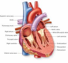 Interior View Of The Heart Chambers Biology Forums Gallery Anatomy Organs Human Anatomy Chart Tricuspid Valve