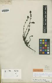 Image result for Sopubia ugandensis