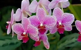 Gwendolyn On Twitter Orchid Flower Lovely Flowers Wallpaper Beautiful Flowers Wallpapers