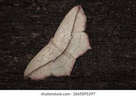 Image result for Timandra comae