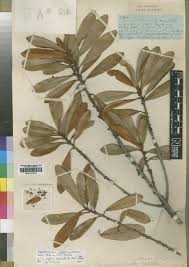 Image result for Synsepalum passargei