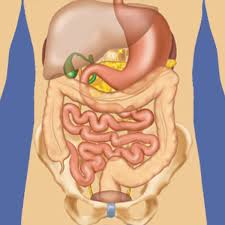 Abdominal anatomy pictures female : Anatomy Of The Abdomen And Pelvis A Journey From Basis To Clinic Coursera