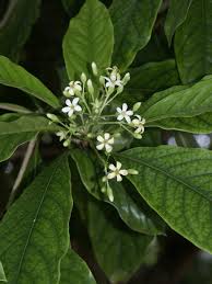Image result for Pittosporum mildbraedii