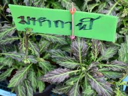 Image result for Gynura pseudochina