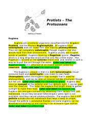 Protists 1 Protists The Protozoans Euglena Euglena Are Unicellular Organisms Classified Into The Kingdom Protista And The Phylum Euglenophyta All Course Hero