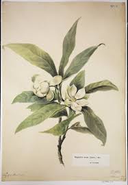 Lady Gwillim's 'Madras' Magnolia – Botanics Stories