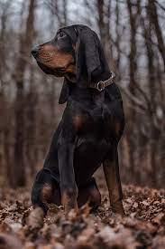 black and tan coonhound dog breed information coonhound pretty dogs coonhound puppy