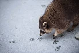 Tierspuren erkennen kann man vor allem im winter, wenn es frisch geschneit hat. Tierspuren Im Schnee Wer Stapft Hier Durch Den Winter
