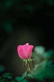 Pin On Flowers
