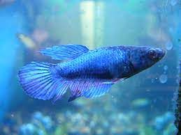 How To Treat Dropsy In Betta Fish (Complete Guide) - Betta Care Fish Guide