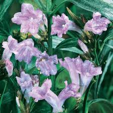 Image result for Strobilanthes anisophylla