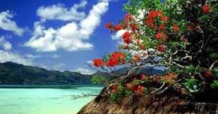 满山葡萄红艳艳 是电影 苗家儿女 的插曲 1958年制作 周明震填词 黄准作曲 孙经信 金仲鳴合唱 苗家儿女 是描写一个苗族青年军人复原后 回乡参加新中国建设的动人 故事 葡萄小资料英语名字 grape 拉丁 vitis vinifera seychelles islands nature outdoor