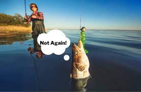 Do Fish Remember Being Caught After Being Released? - Begin To Fish