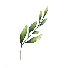 Hand Drawn Olive Branch Watercolor Style Vector Free Image By Rawpixel Com Olive Branch Art How To Draw Hands Olive Branch