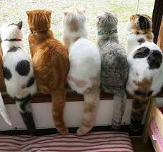 Pin By Diane Smock On Cat Crazy Cute Cats Pretty Cats Cute Animals