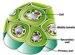 Secondary cell walls (scws) form the architecture of terrestrial plant biomass. Plant Cell Accessscience From Mcgraw Hill Education